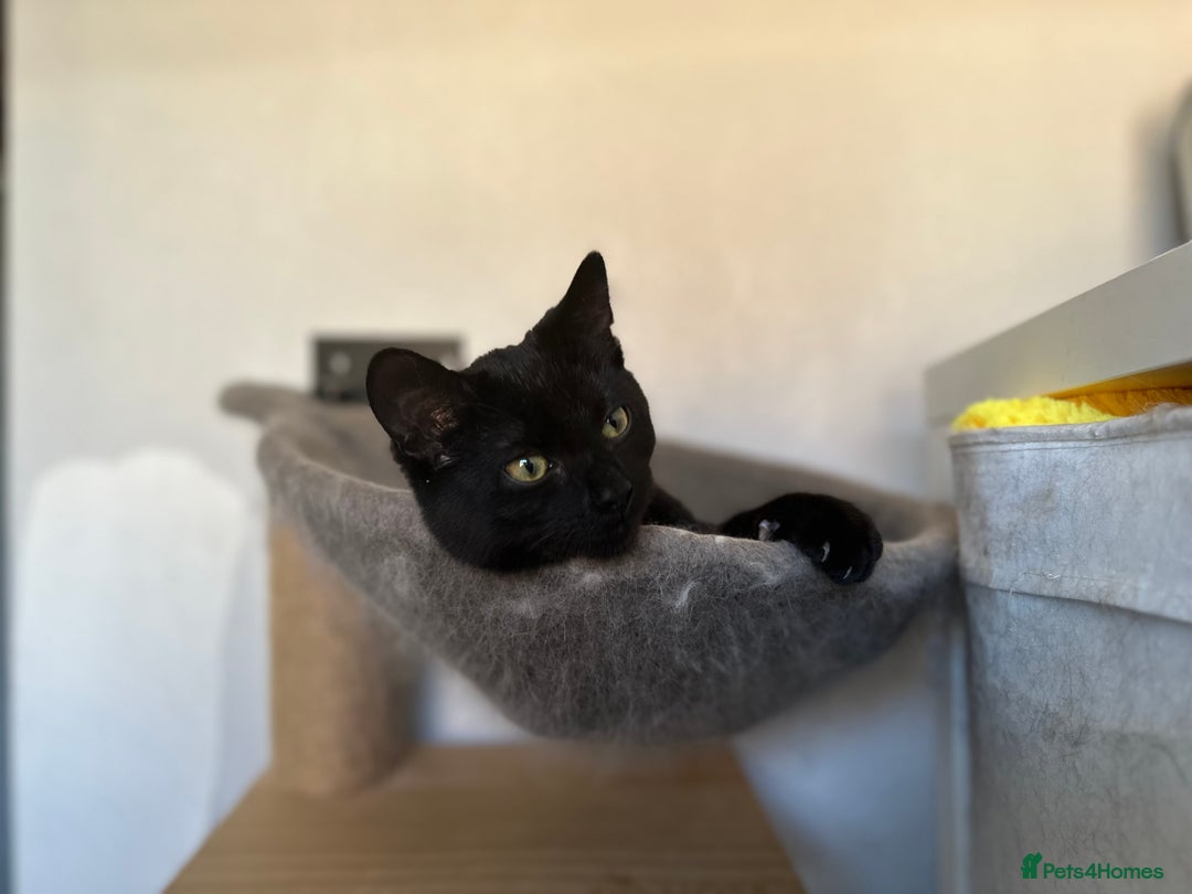Mixed Breed cats for sale: Mixed black cat needs home - Advert 7