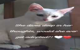 Mixed Breed cats for adoption: Sweet Natascha is ready for love <3 - Image 4