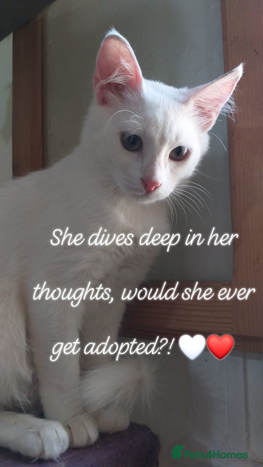 Mixed Breed cats for adoption: Sweet Natascha is ready for love <3 - Image 4