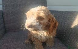 Cockapoo dogs for sale: Cockapoo puppies - Image 5