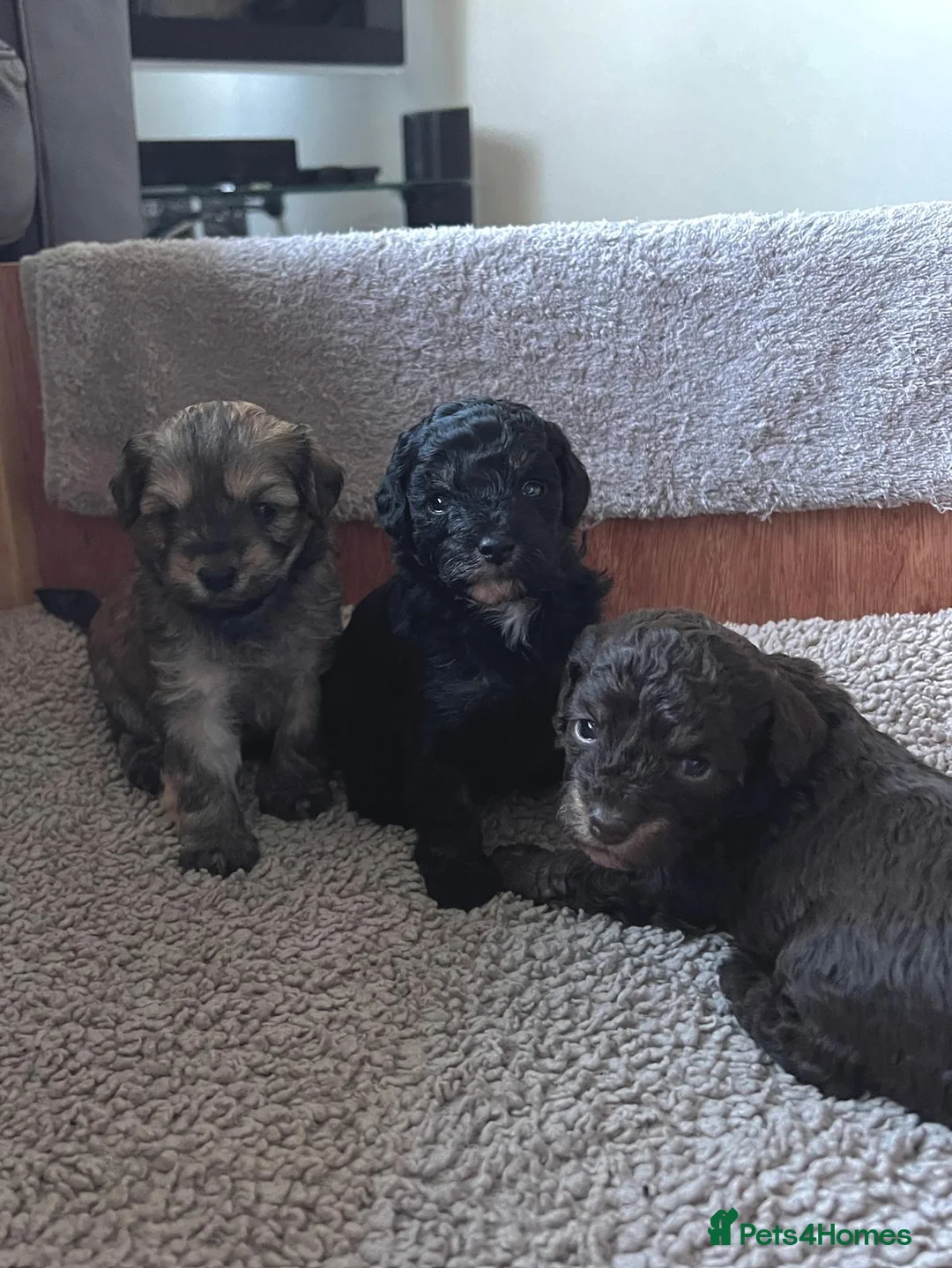 Maltipoo dogs for sale: Adorable Maltipoo girls ready to leave 22nd of Feb - Advert 12