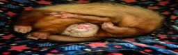 Ferret rodents for sale: 3 x 6 month old ferrets - Advert 13