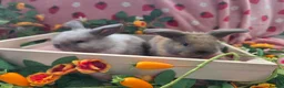 Mini Lop rabbits for sale: sooty fawn & Smoke Pearl Cashmere Does mini lop  - Advert 8