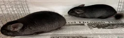 Chinchilla rodents for sale: Ben & Jerry, fabulous Ebony brothers, super tame - Advert 4