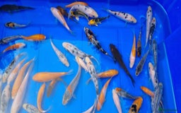 Koi Carp fish for sale: 2 to 4 inch Mixed Koi Carp Fry: young pond fish - Image 9