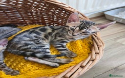 Bengal cats for sale: Bengal kittens for sale £350 - Image 2
