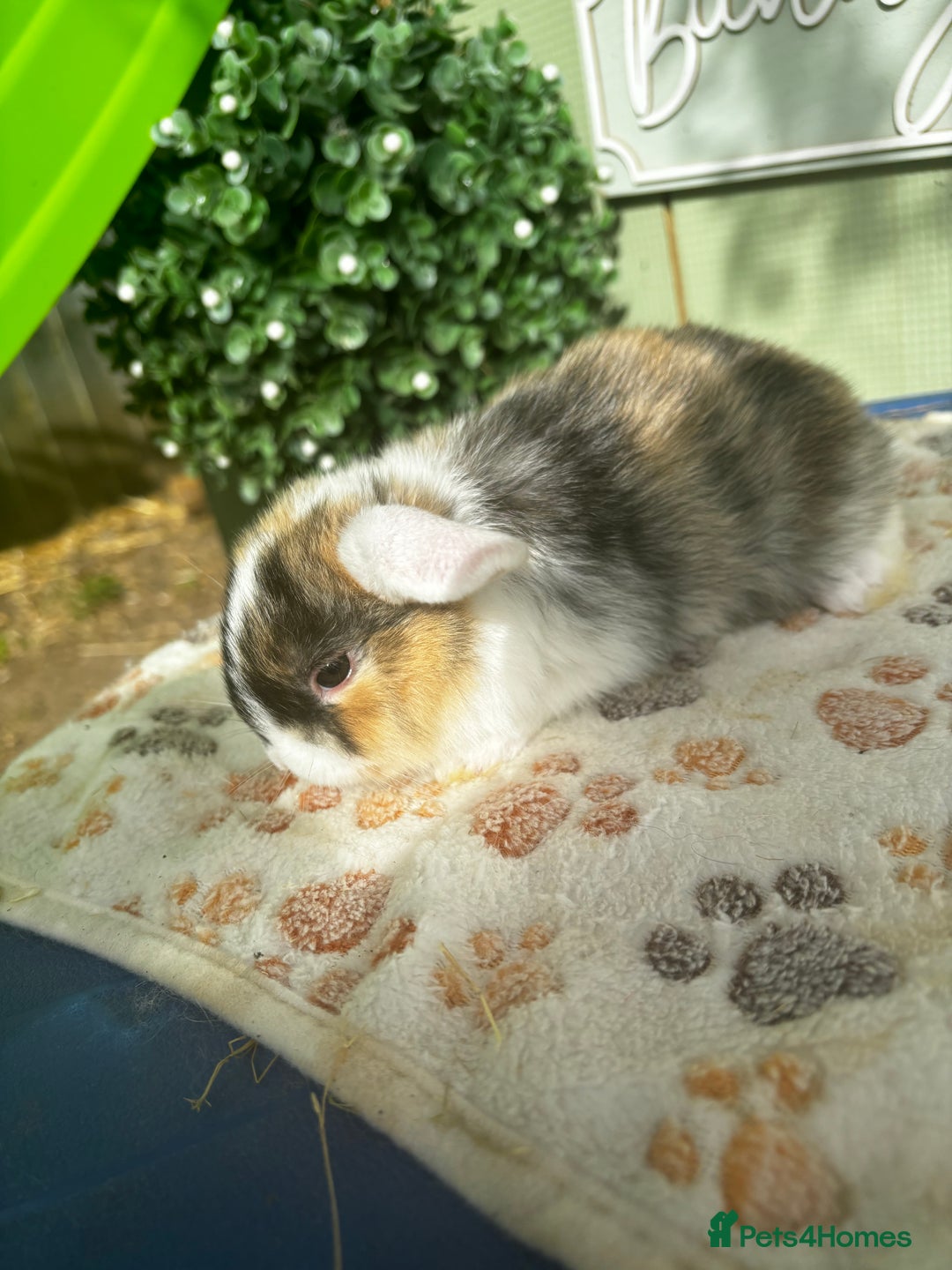Mini Lop rabbits for sale: ❤️❤️Beautiful minilop bubbies for sale ❤️❤️ - Image 5