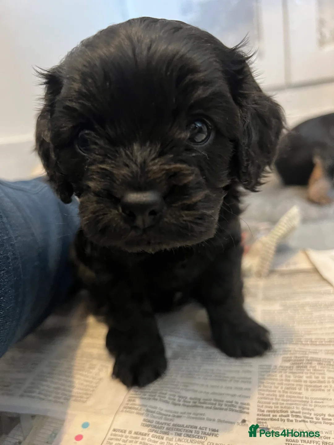 Cavapoo dogs for sale: “Reverse Cavapoos” (F1bR)  - Advert 2