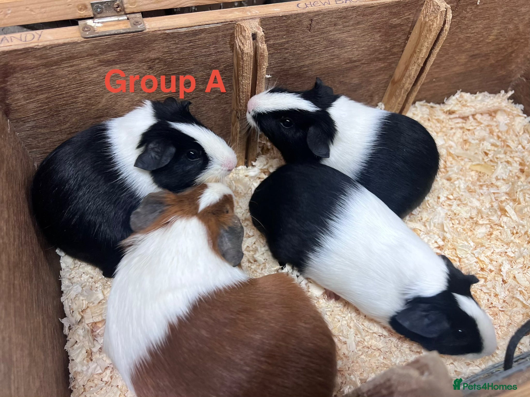 Guinea Pig rodents Young Male / Boar Dutch Guinea pigs - Advert 2