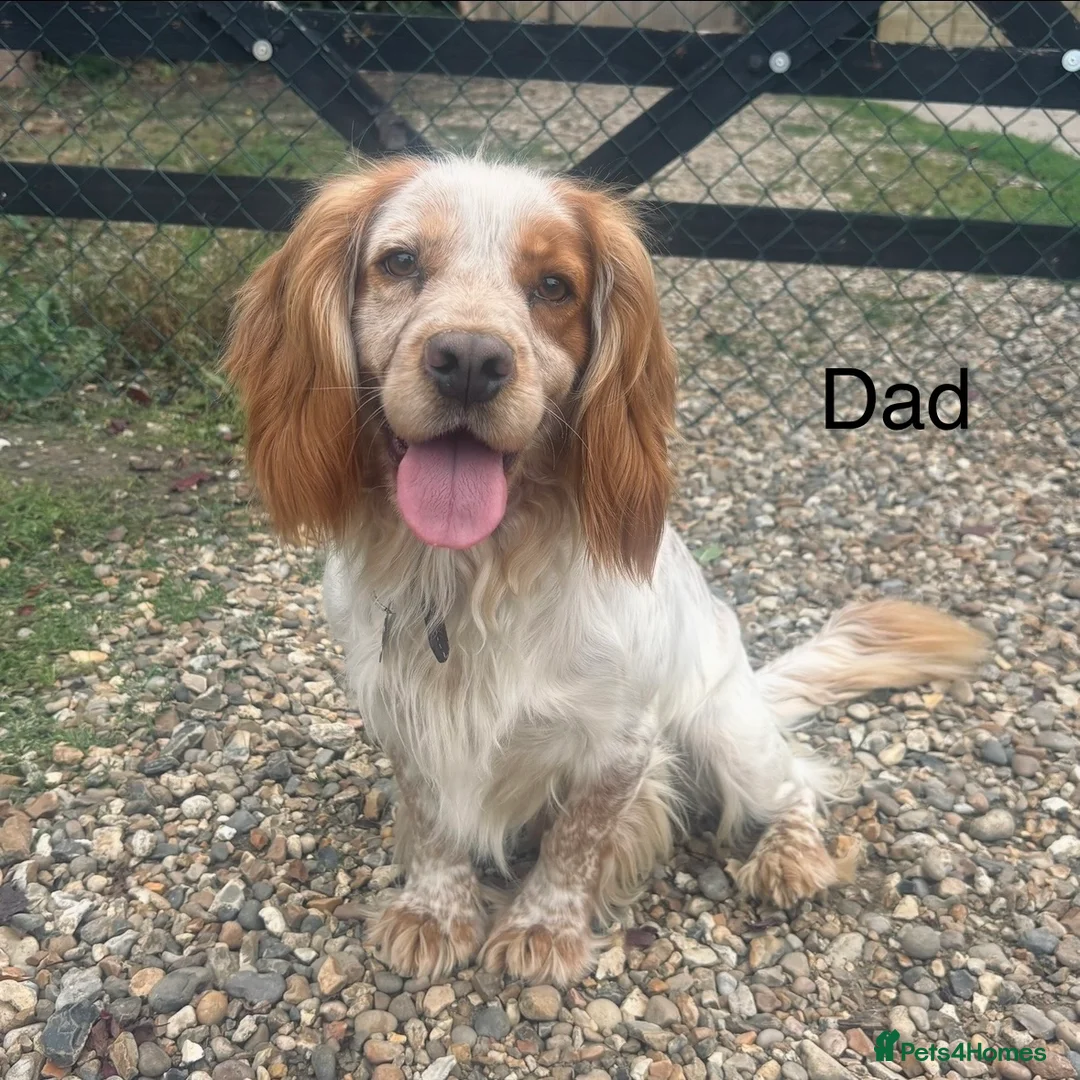 Cocker Spaniel dogs for sale: Cocker Spaniel Puppies Ready 28th February - Advert 7
