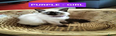  Kitten 2 (Purple Collar)