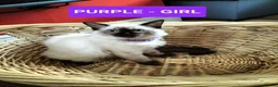 Ragdoll cats for sale: Beautiful Ragdoll Kittens in Wakefield - Advert 1