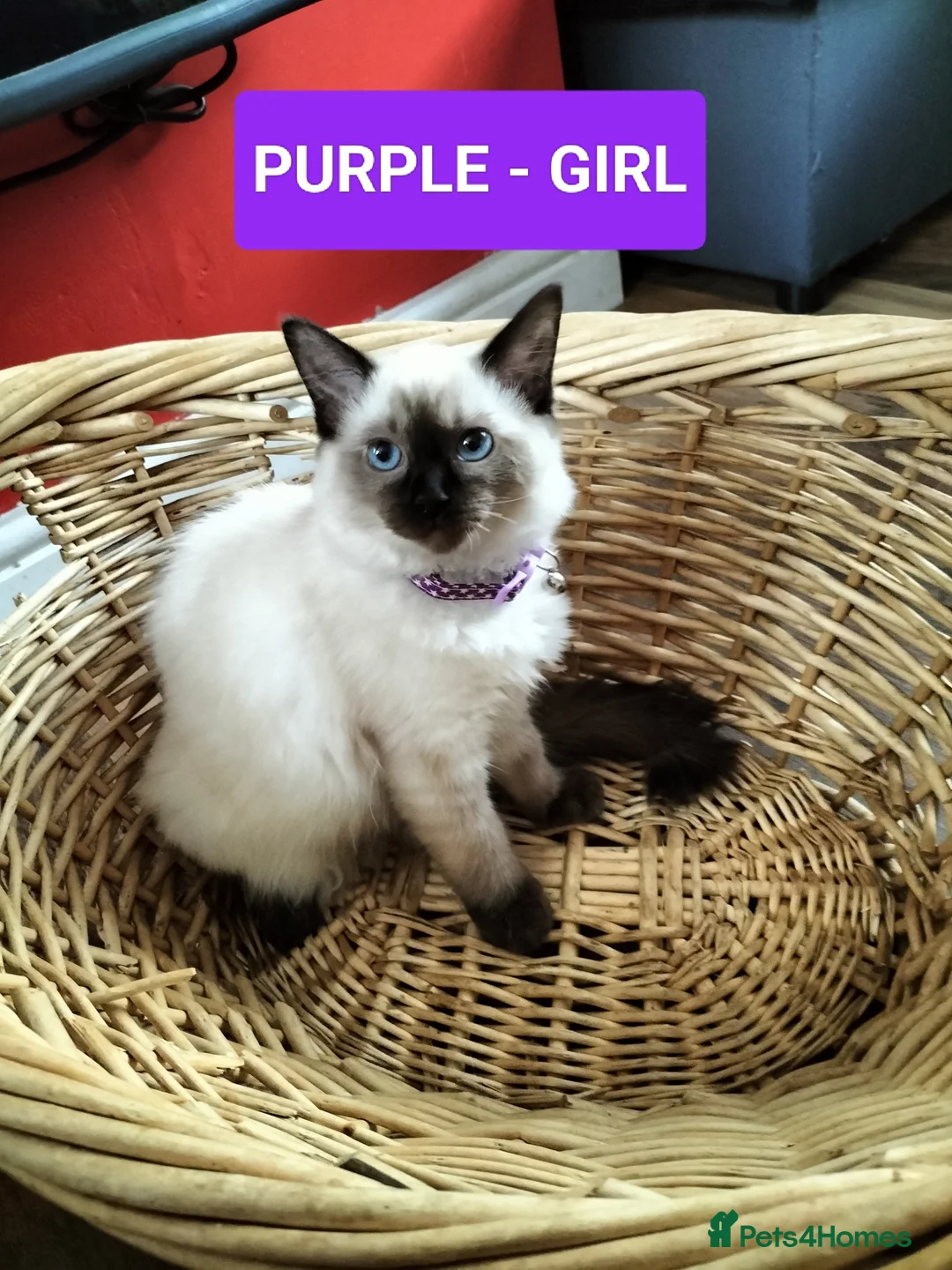 Ragdoll cats for sale: Beautiful Ragdoll Kittens in Wakefield - Advert 1