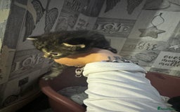 Mixed Breed cats for sale: 2 male 2 female beautiful kittens - Image 5
