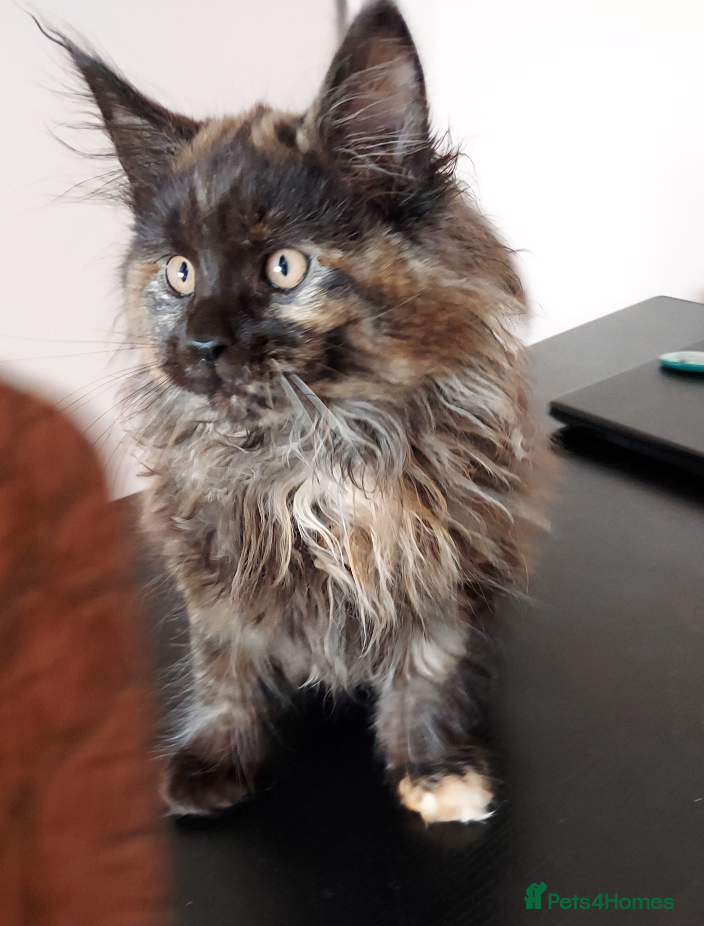 Maine Coon cats LAST GIRL!!!  MAINE COON KITTENS/DNA/GCCF  - Advert 5