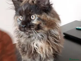 Maine Coon cats LAST GIRL!!! MAINE COON KITTENS/DNA/GCCF - Advert 2