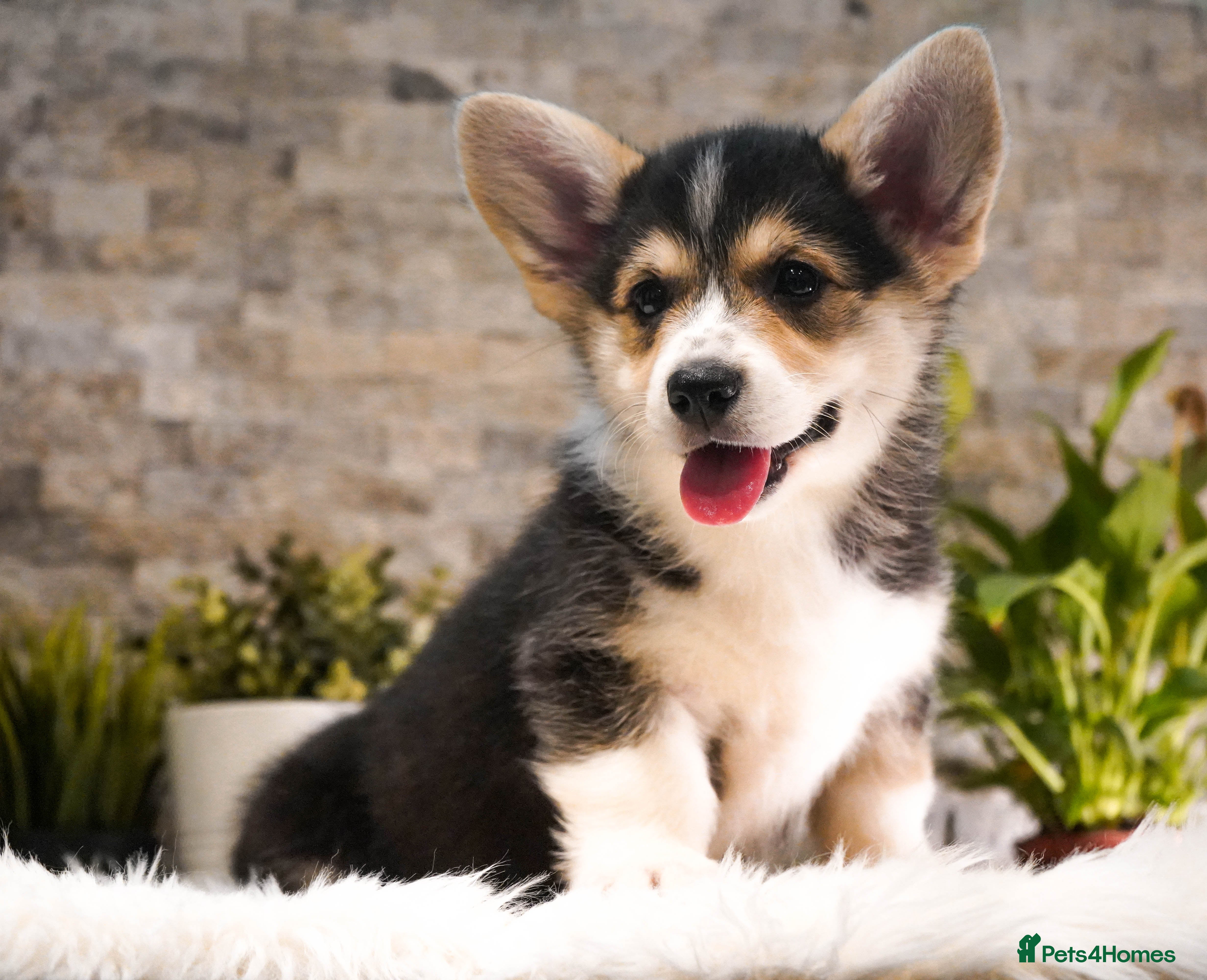 Welsh Corgi Pembroke dogs Welsh Corgi (Pembroke) - Advert 3