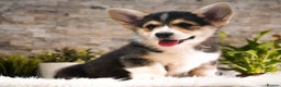 Welsh Corgi Pembroke dogs for sale: Welsh Corgi (Pembroke) - Advert 1
