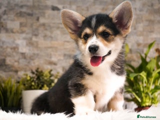 Welsh Corgi Pembroke dogs Welsh Corgi (Pembroke) - Advert 2