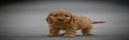 Cavapoo dogs for sale: Adorable cavapoo puppies - Advert 6
