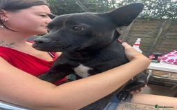 Mixed Breed dogs for adoption: Jack - Norwich Norfolk  - Image 4