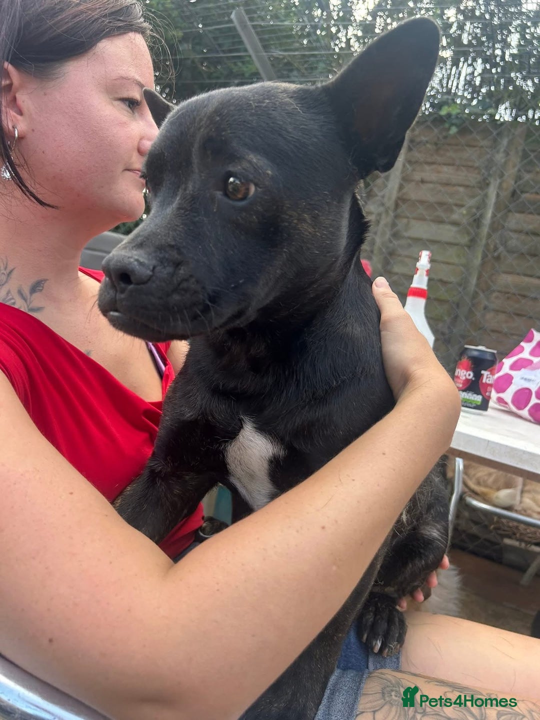 Mixed Breed dogs for adoption: Jack - Norwich Norfolk  - Image 4
