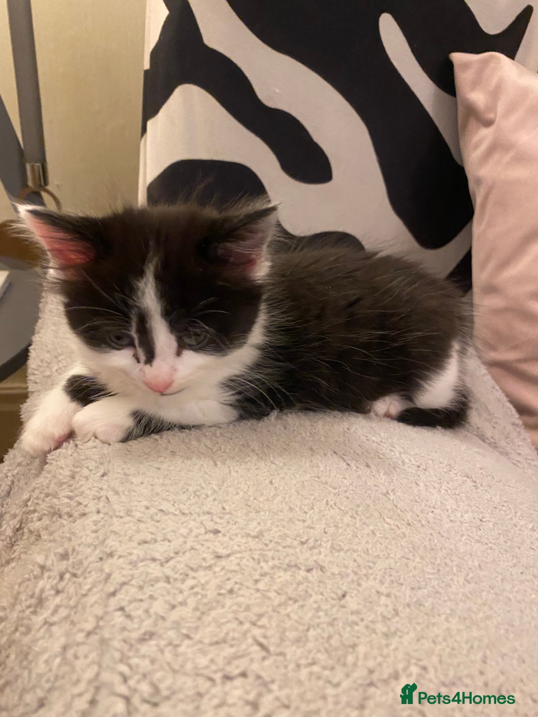 Mixed Breed cats for sale: Black/white shorthair female kitten  - Image 7
