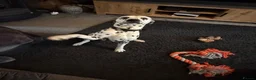Dalmatian dogs for sale: Beautiful 2-Year-Old Male Dalmatian  - Advert 4