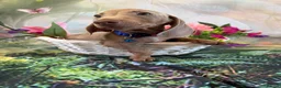 Miniature Dachshund dogs for sale: 💫❤️Supreme miniature dachshund puppies❤️💫  - Advert 12