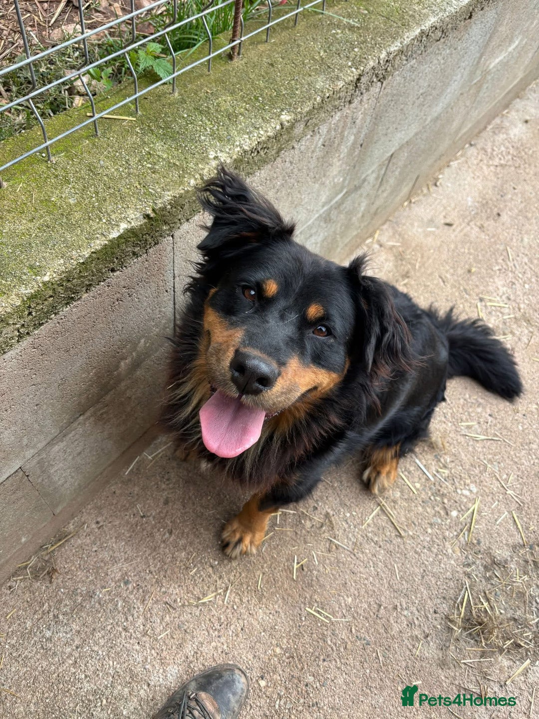 Mixed Breed dogs for adoption: Nutella 💜 - Advert 4