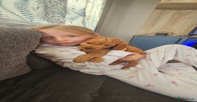 Cockapoo dogs - Advert 16