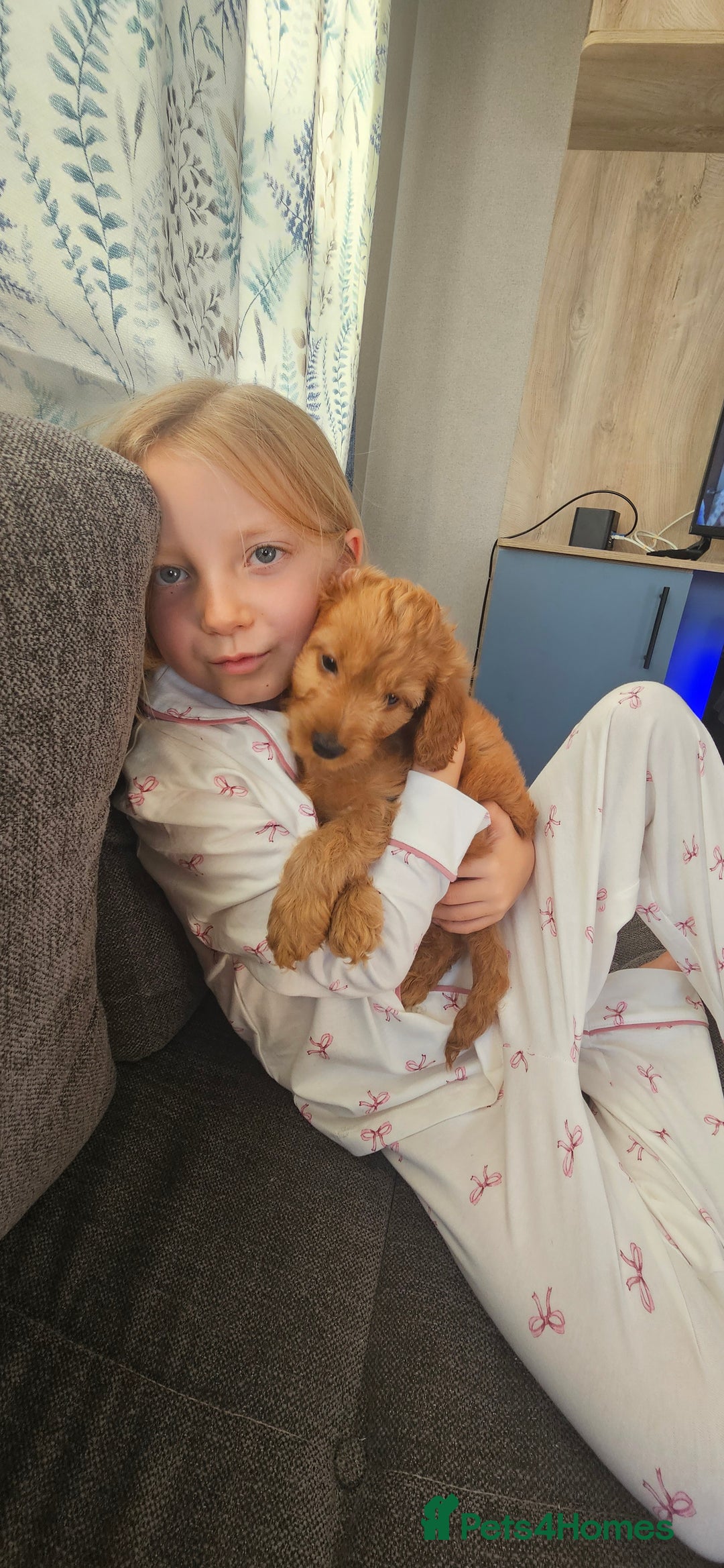 Cockapoo dogs for sale: Beautiful Cockapoos  - Image 2