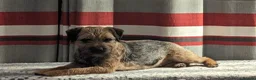Border Terrier dogs for sale: Border Terrier Puppy Bitch - Advert 2