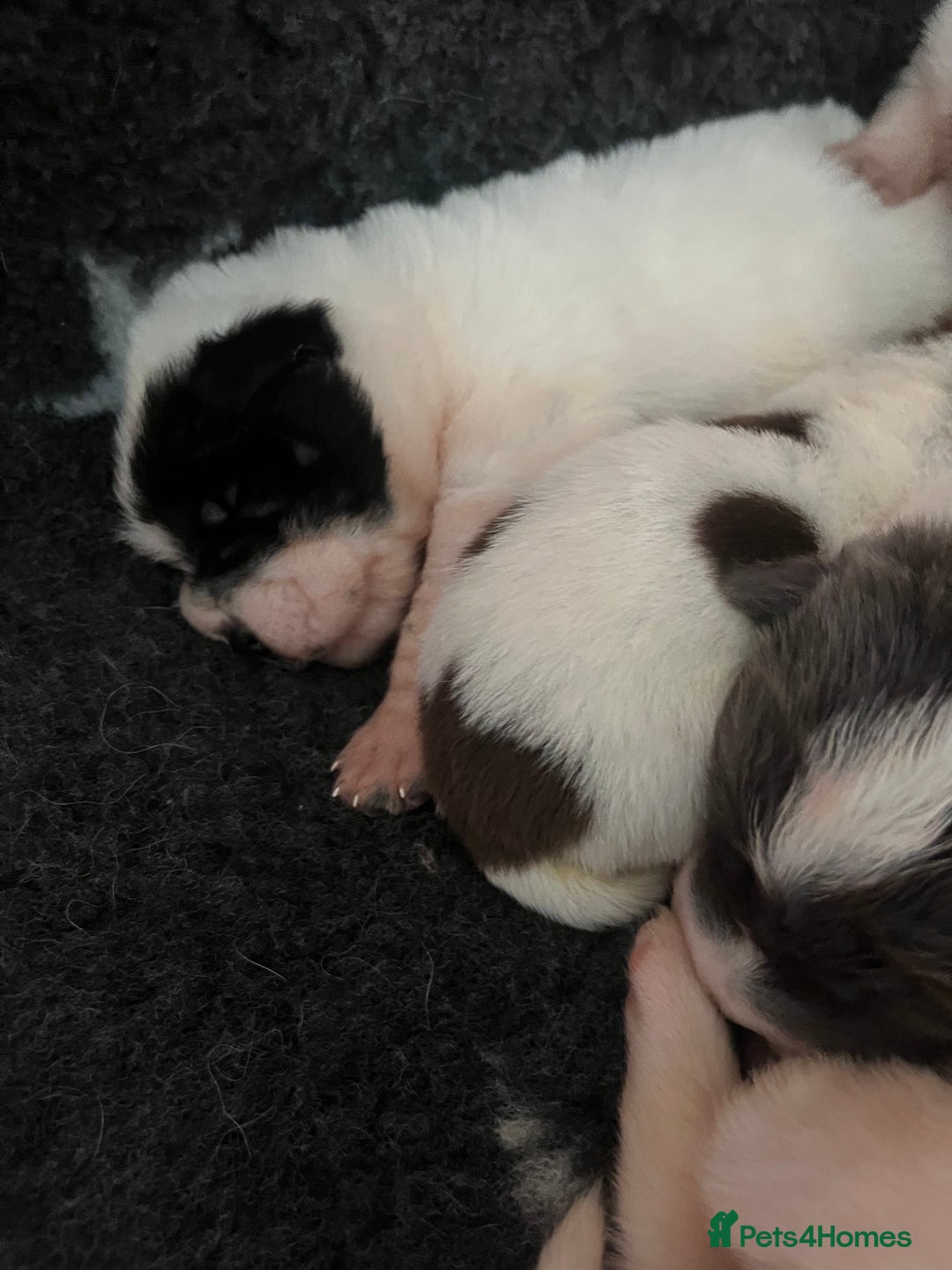 Shar Pei dogs for sale: Amazing flower bear coat !!!  - Advert 3