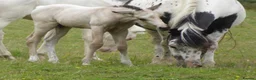 American Quarter horses for sale: Quality Part Bred American Quarter Horse in Romsey - Advert 6