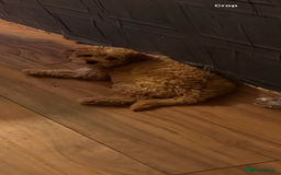 Cockapoo dogs for sale: 9 month old cockapoo  - Image 6