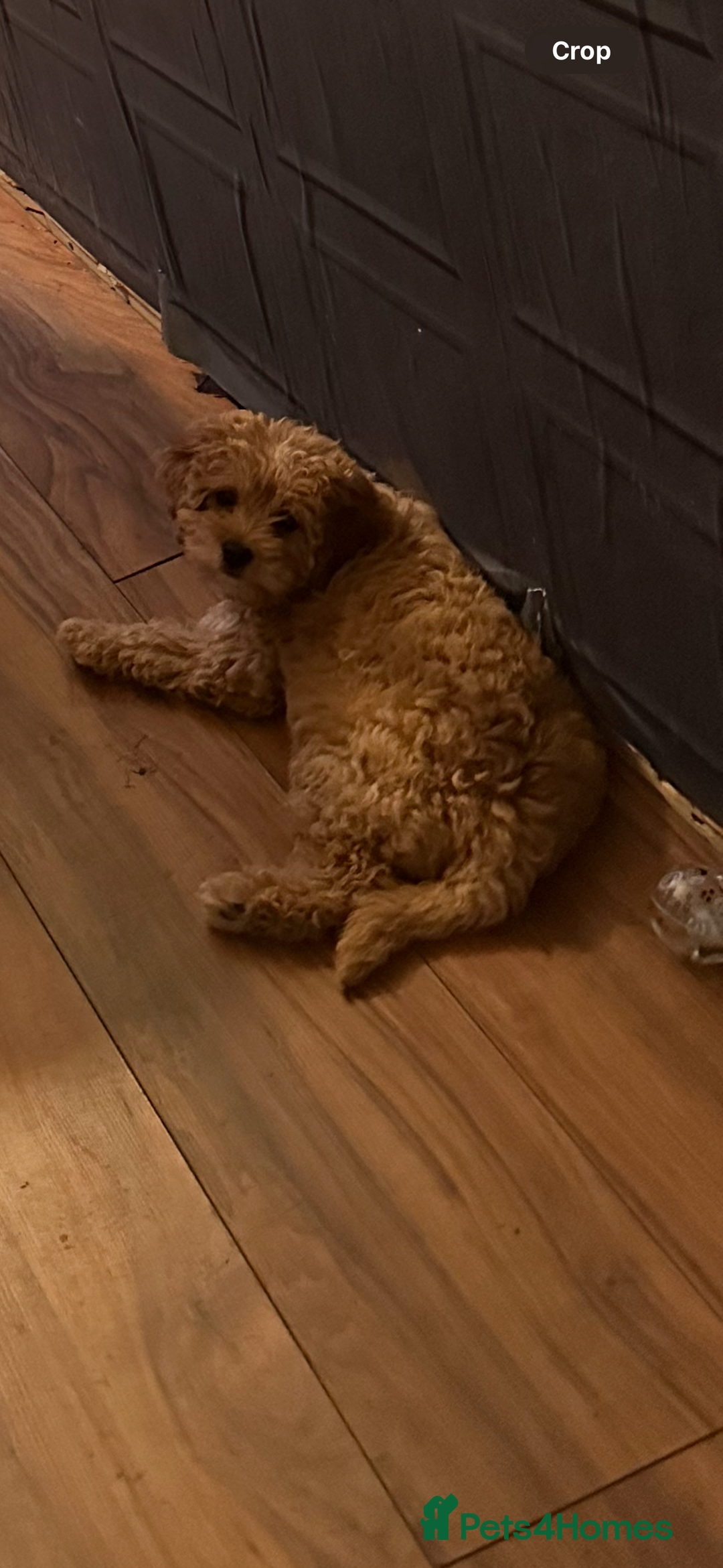 Cockapoo dogs for sale: 9 month old cockapoo  - Image 6