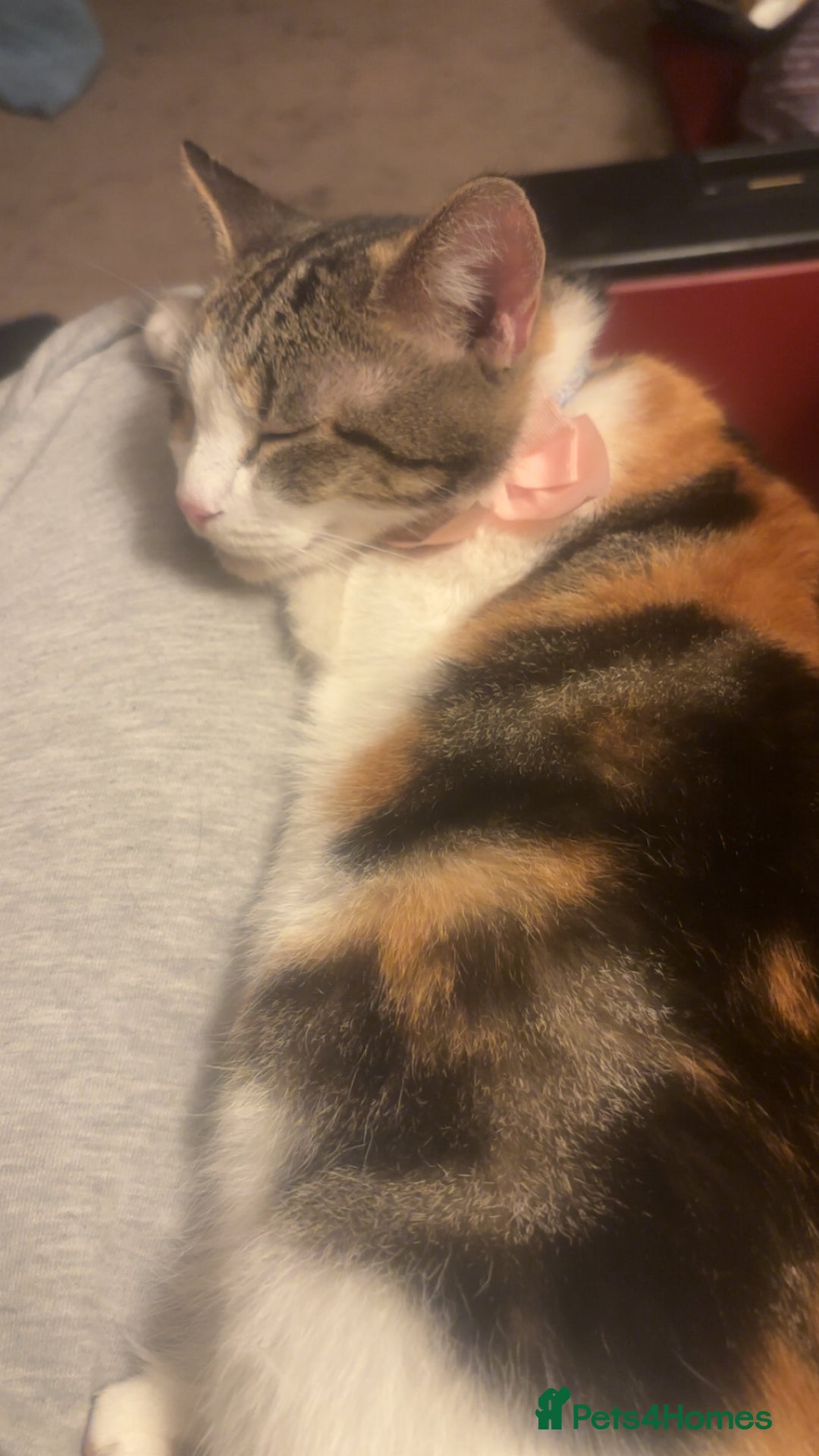 British Shorthair cats for sale: Gorgeous 8yr old female cat for sale - Image 5