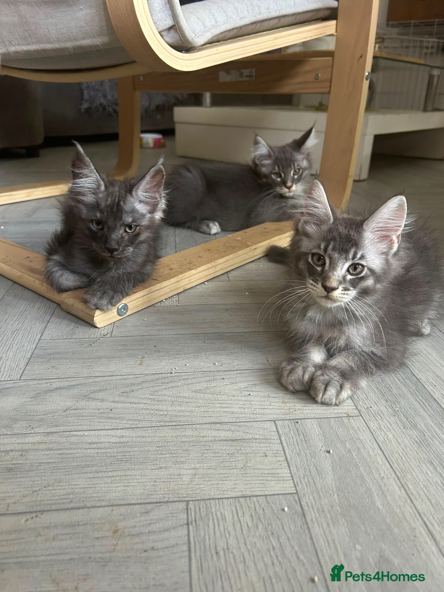 Maine Coon cats Beautiful Fullbreed Mainecoon kitten - Advert 8