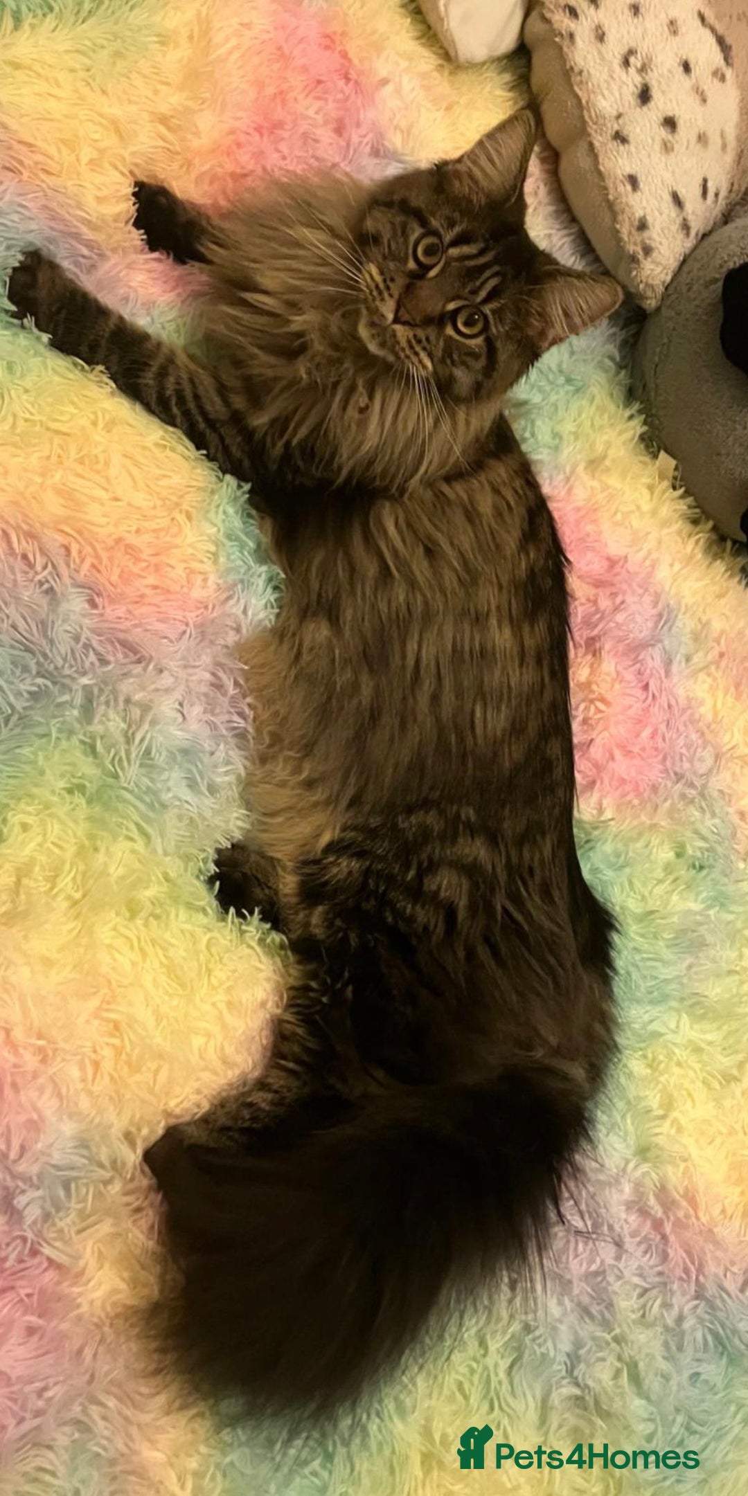 Maine Coon cats for sale: Registered Maine coon kittens  - Advert 16