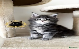 Maine Coon cats for sale: ✨BLUE FEMALE KING-SIZE MAINE COON CUB✨ - Image 5
