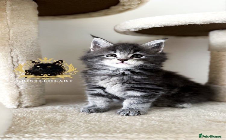 Maine Coon cats - Advert 3