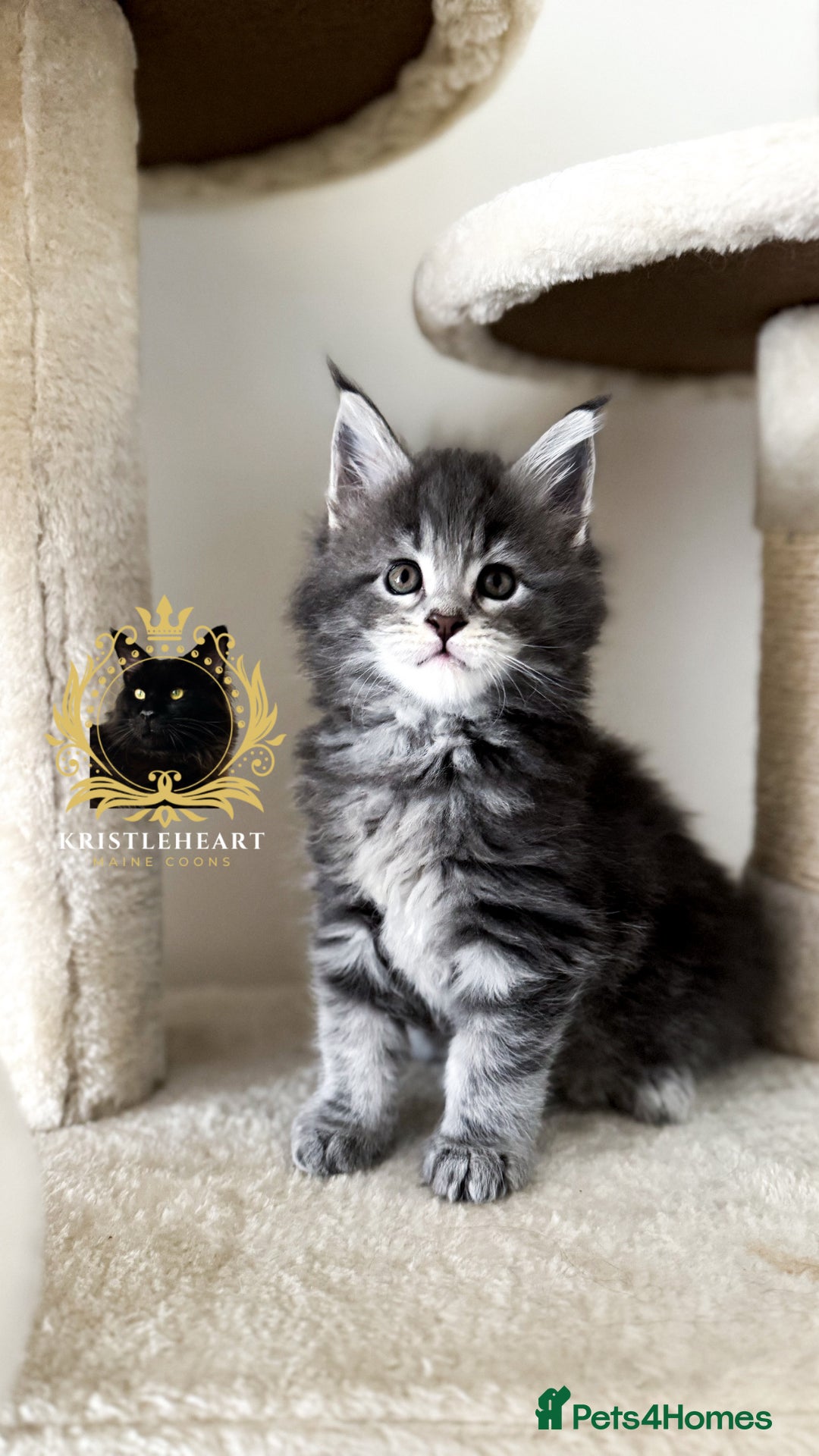 Maine Coon cats for sale: ✨BLUE FEMALE KING-SIZE MAINE COON CUB✨ - Image 5