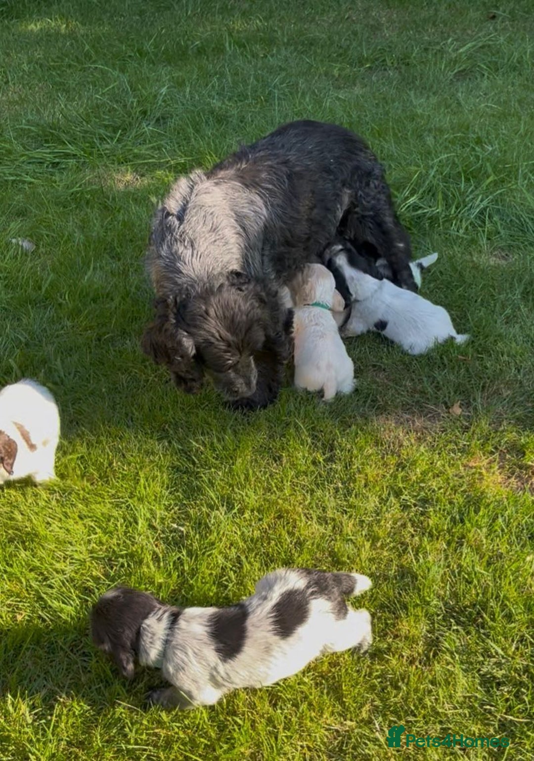 Cocker Spaniel dogs for sale: KC Reg Working Cocker spaniel puppies roan - Image 30