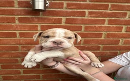 Olde English Bulldogge dogs for sale: OLDE ENGLISH BULLDOGGE PUPPIES in Epping - Image 10