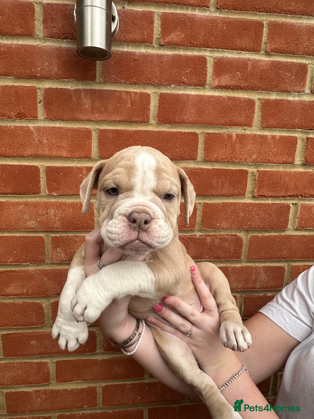 Olde English Bulldogge dogs for sale: OLDE ENGLISH BULLDOGGE PUPPIES in Epping - Image 10