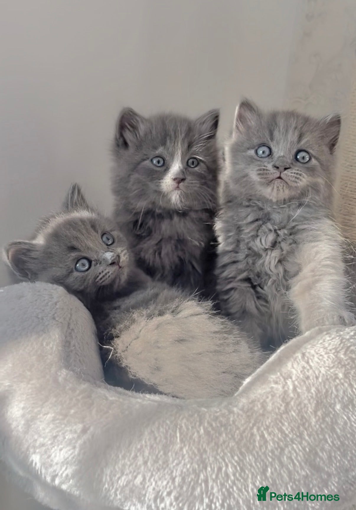 British Shorthair cats LAST 2 GORGEOUS FLUFFBALLS FOR SALE - Advert 1