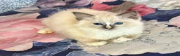 Ragdoll cats for sale: Beautiful Ragdoll kittens  - Advert 7