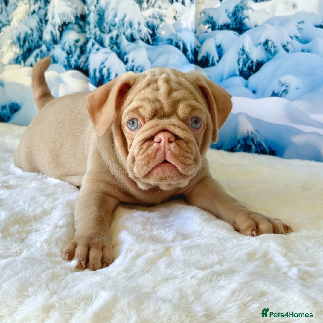 Pug dogs for sale: Pink Pug Puppies Available - Advert 7