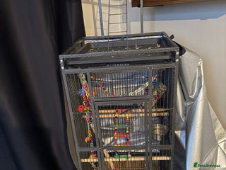 Parrots birds Quaker parrot - Advert 5